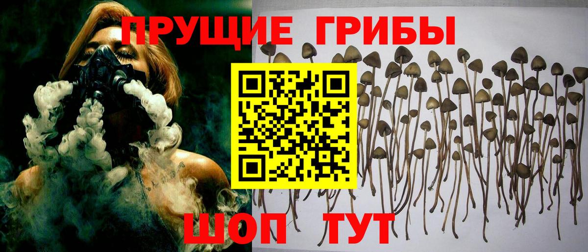 Электрогорск  даркнет сайт  Псилоцибиновые грибы Psilocybine cubensis  Вход с VPN  Галлюциногенные грибы мицелий 